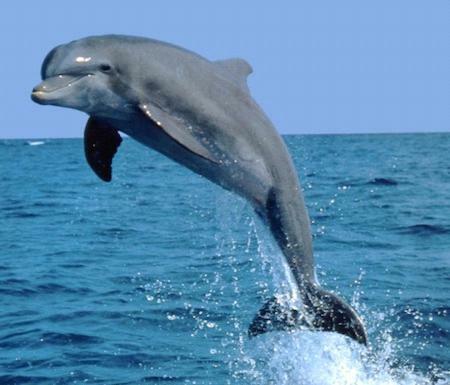 Guesthouse On Dolphin Safety Bay Екстериор снимка
